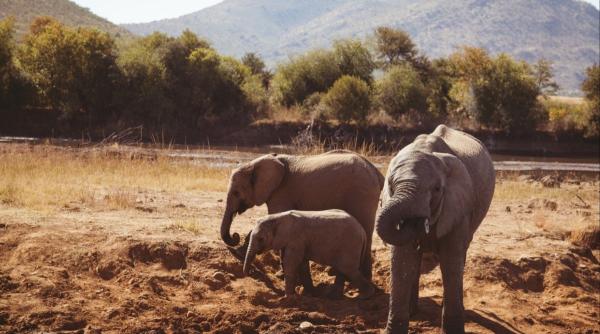 Un turist a murit călcat în picioare de un elefant, în Africa de Sud: „A coborât din mașină ca să facă poze”