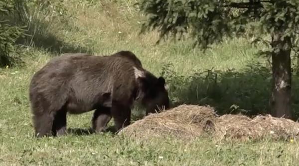 „Nu încercaţi să vă fotografiaţi cu acesta sau să îl hrăniţi!”: Un urs a fost văzut pe două străzi, într-o localitate de lângă Ploiești
