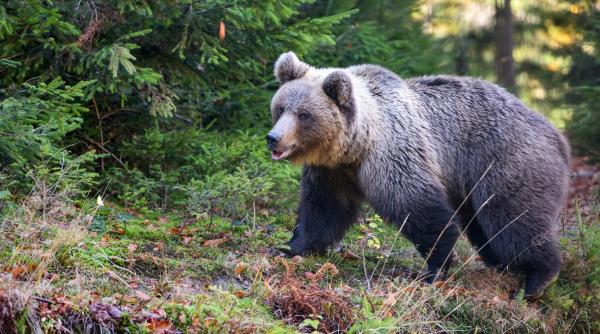 Mărturia unui turist care a scăpat cu viaţa după atacul unui urs pe Jepii Mari: „Jandarmeria Montană a fost deranjată că am sunat la 112