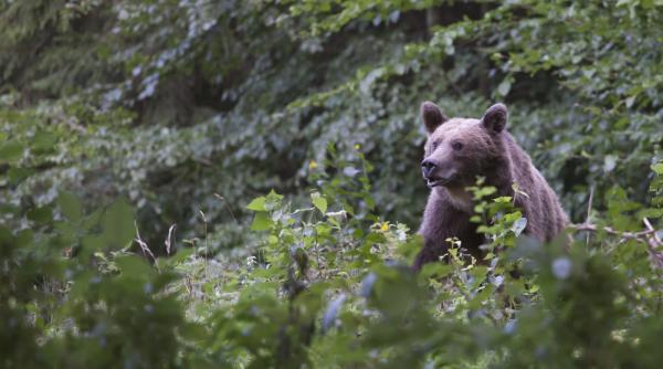 Academia Română reacţionează după cazul tinerei ucisă de un urs: Sperăm „că nu vor exista entităţi care să profite de această tragedie”