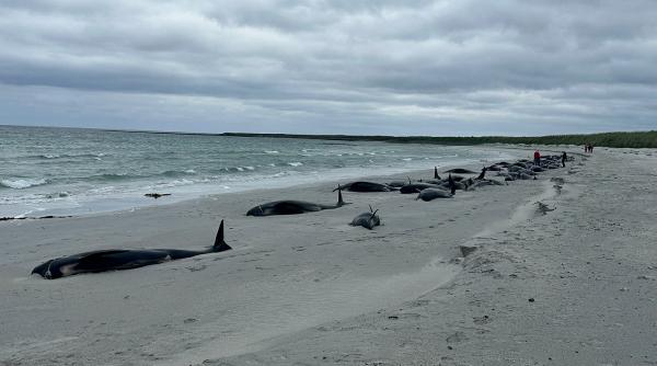 Cel puţin 65 de balene-pilot au murit după ce au eşuat în masă, pe o plajă din Scoția