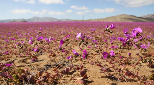 Fenomen neobişnuit: Deşertul Atacama, cel mai arid de pe planetă, acoperit de flori în timpul iernii
