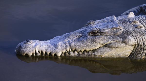 Peste 200 de crocodili au invadat orașele din nordul Mexicului după furtunile din ultimele zile