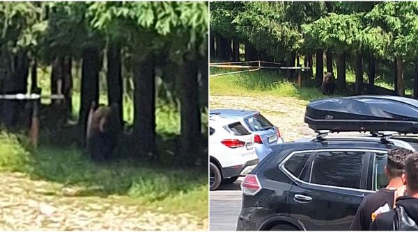 Salvamont avertizează turiștii că un urs a fost văzut pe un traseu din munții Ciucaș