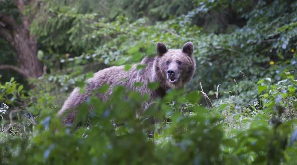 Vânătorii au câștigat din tragedia tinerei ucise de urs. Parlamentul le dă voie să împuște aproape 1.000 de urși în 2024 și 2025