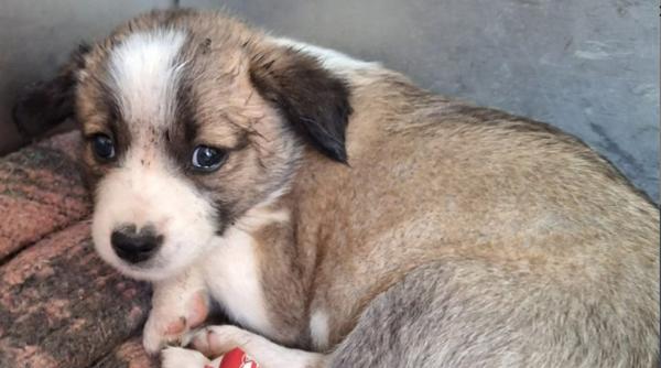 A fost lansat un catalog online cu câinii care pot fi adoptați în București. 1.700 de patrupezi așteaptă să își găsească stăpâni