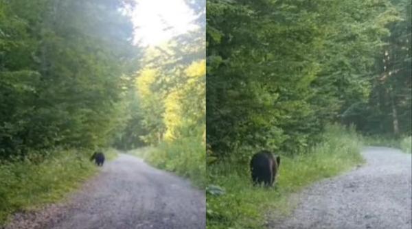 Reacţia unei tinere din România când un urs i-a ieşit în cale: „Nu am urlat, nu am făcut gesturi bruște”. Ce a urmat