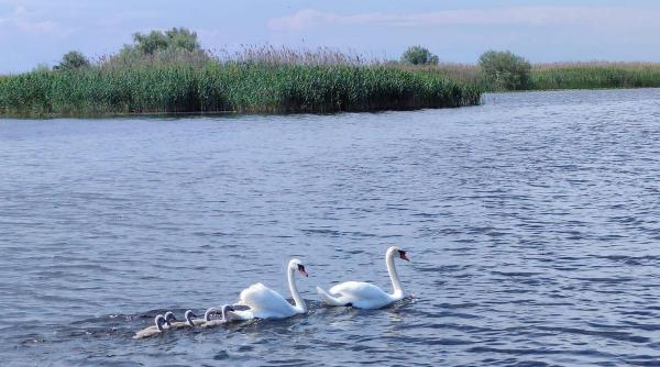 Te cazezi în Tulcea pentru a face plimbări în Delta Dunării? Vezi ce beneficii ai