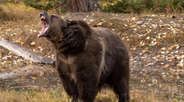 Un bărbat a ucis un urs grizzly care l-a atacat în timp ce culegea fructe de pădure