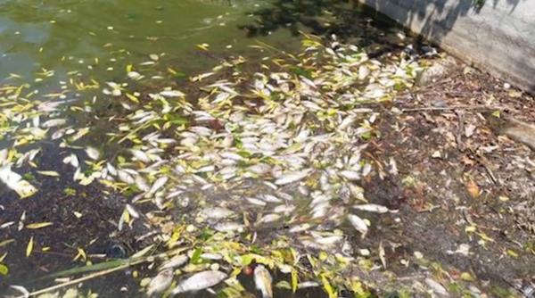 Fenomen îngrijorător la Iași. Sute de pești morți au fost văzuți pe un lac