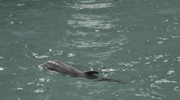 A murit Baby, puiul de delfin născut în captivitate la Delfinariul Constanța: „Decesul a survenit subit”