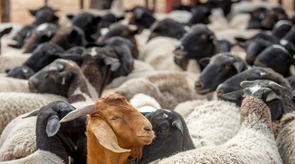 Focar de „ciuma caprelor” în Grecia: mii de animale au fost ucise. Boala ar fi venit din România