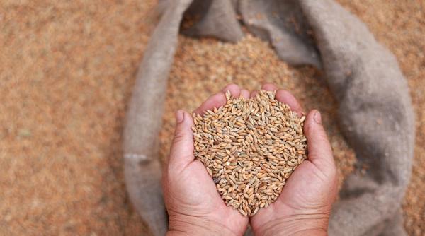 Ministerul Agriculturii a aprobat folosirea tratamentului pe bază de neonicotinoide la semințele de cereale păioase de toamnă