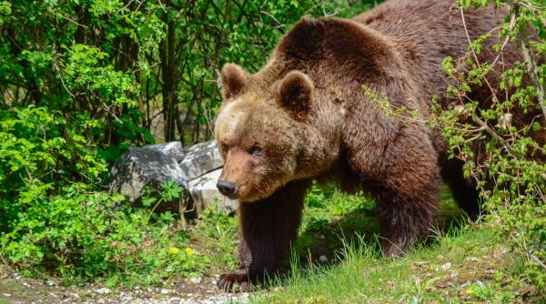 Un bărbat a fost atacat de urs, în Bistrița-Năsăud. În ce stare se află