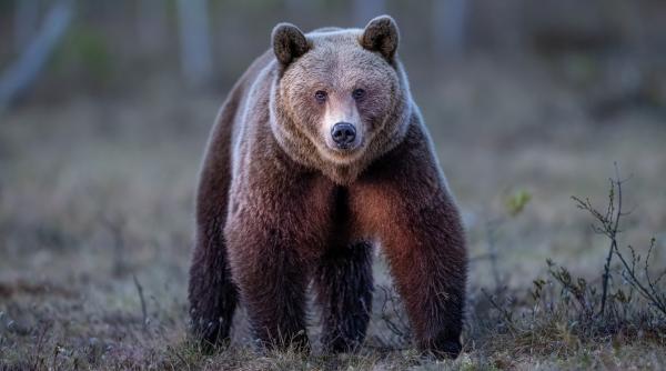 Un urs care a atacat un turist în Italia ar putea fi adus în România. Italienii voiau să îl ucidă