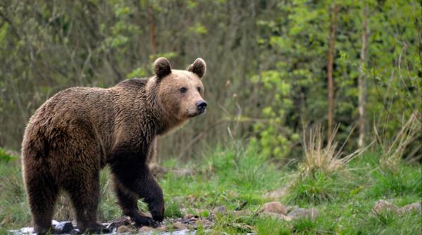 „Legea urșilor”, care dă liber la uciderea animalelor, a fost promulgată de Klaus Iohannis