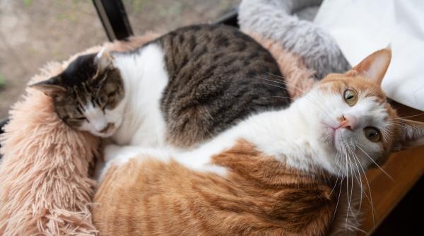 Pisicile fără stăpân au acum căsuțe în Sectorul 6. Primarul Ciprian Ciucu a adoptat deja două feline