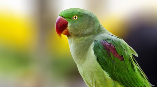 Cum a ajuns Micul Alexandru, un papagal exotic, să zboare prin parcurile din București