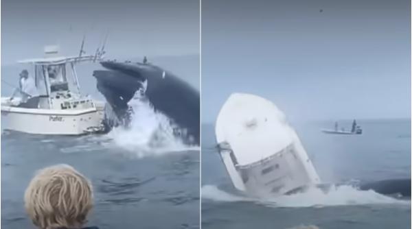 Momentul în care o balenă răstoarnă o barcă pe Coasta de Est din SUA. Pescarii au fost salvați