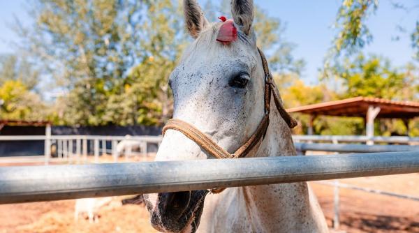 Adăpostul din Capitală unde bucureștenii pot vizita gratuit zeci de cai salvați din situații limită: „Sunt dornici de companie”