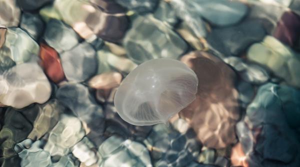 Meduzele din Marea Neagră, periculoase sau nu? De ce sunt uneori meduze la mal