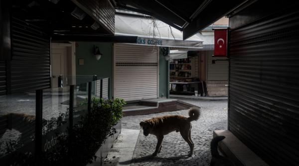 Revoltă în Turcia, după ce legea „masacrului” câinilor maidanezi a fost adoptată. Primarii care nu o respectă riscă să facă închisoare