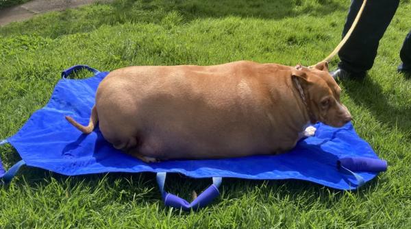 O femeie care și-a hrănit câinele până a ajuns la 54 de kilograme a fost condamnată la închisoare 