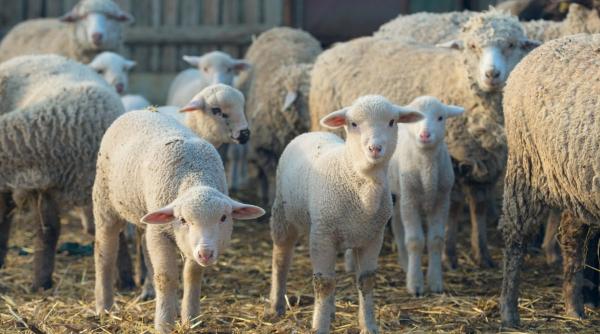 Ministrul Agriculturii vrea să oprească transportul de oi din cauza pestei ovinelor