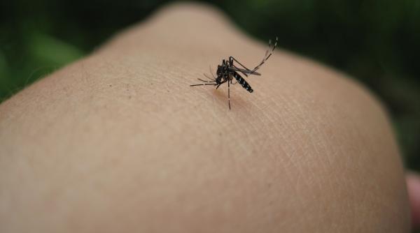 A fost confirmat al doilea caz de infectare cu virusul West Nile. Un bărbat din Mureș a fost internat cu encefalită