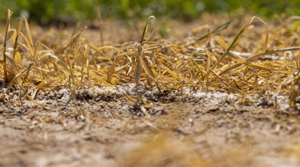 Ministrul Agriculturii a anunțat când vor fi acordate despăgubirile pentru culturile afectate de secetă