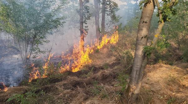  Incendiu masiv în Giurgiu. 40 de hectare din zona pădurii Bălănoaia au ars. Pompierii au fost chemați din timpul liber