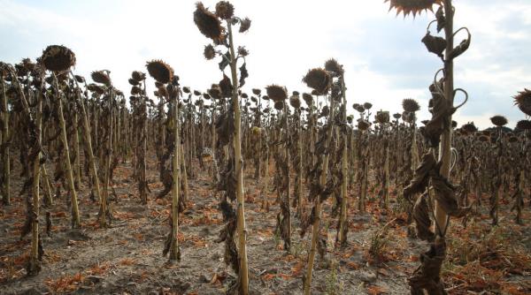 Risc de penurie de alimente, în mai multe țări din Europa, din cauza secetei severe. Care sunt cele mai afectate culturi agricole