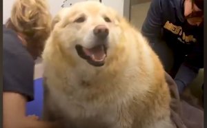 Câinele-balon, cel mai gras din lume, a dovedit că se poate! Cu mult efort și motivație, a slăbit 45 de kilograme. Acum e foarte fericit și își face peste tot prieteni 