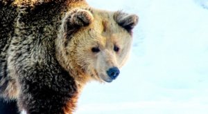 Panică în Predeal, după ce un urs fost văzut pe pârtie. A fost emis mesajul RO-Alert (VIDEO)