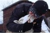 Eroul din Ucraina: Un bărbat refuză să-și părăsească cele 400 de animale de care are grijă: ”Mai bine mor decât să le las în urmă” 753832