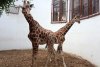 Singurele girafe din România au sosit la Grădina Zoologică din Târgu Mureș: Primele imagini cu Pumpkin și Kamala 787737