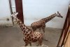 Singurele girafe din România au sosit la Grădina Zoologică din Târgu Mureș: Primele imagini cu Pumpkin și Kamala 787738