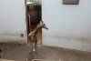 Singurele girafe din România au sosit la Grădina Zoologică din Târgu Mureș: Primele imagini cu Pumpkin și Kamala 787739