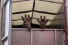 Singurele girafe din România au sosit la Grădina Zoologică din Târgu Mureș: Primele imagini cu Pumpkin și Kamala 787741