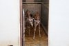 Singurele girafe din România au sosit la Grădina Zoologică din Târgu Mureș: Primele imagini cu Pumpkin și Kamala 787745