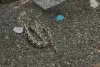Un piton a fost găsit pe stradă, în Baia Mare 826013