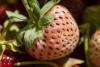 Căpșuna ananas: Ce gust are, cât costă și care sunt proprietățile uimitoare pentru organism  828686