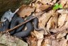 Fotografii rare cu o viperă neagră, descoperită în Munții Șureanu. Șarpele extrem de veninos surprins în timp ce se bucura de pradă 836101