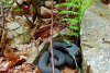 Fotografii rare cu o viperă neagră, descoperită în Munții Șureanu. Șarpele extrem de veninos surprins în timp ce se bucura de pradă 836102