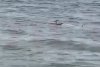 Alertă pe litoral! Un delfin mort a fost adus de valuri, pe o plajă din Mamaia 840863