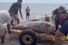 Alertă pe litoral! Un delfin mort a fost adus de valuri, pe o plajă din Mamaia 840866