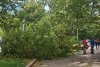 Un copac a căzut peste un bărbat în Sectorul 3 din București. Incidentul s-a produs în plin cod galben de vânt puternic 856531
