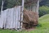Patru femei au fost atacate de o turmă de bivoli în Munții Maramureșului. S-au urcat pe o căpiță de fân pentru a cere ajutor 859735
