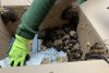 Peste 3.200 de lilieci, salvați din podul unei case din Suceava: "Volumul este incredibil, este o muncă titanică!" 881541