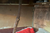 Minor exploatat prin muncă și ținut într-o cușcă de proprietarul unei stâne din Brașov | Procurorii DIICOT fac percheziții 895399